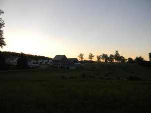 Horse Field at Sunset