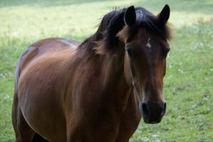 Essie the Horse