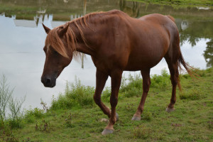 Orsha the Horse