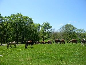 The Herd
